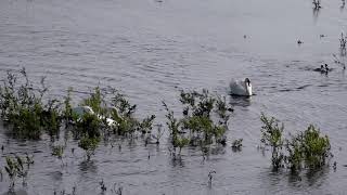 Zwanengevecht op Tien | TV | Vroege Vogels