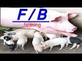 Fattening and Breeding Farm / Junti vlogs