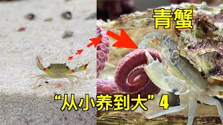 饲养50只小青蟹一个半月会发生什么变化？｜水族｜水族箱｜鱼缸｜养鱼｜螃蟹｜青蟹｜宠物｜