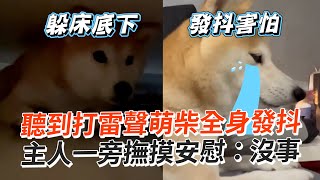 膽小柴聽到打雷聲全身發抖⛈️主人急安撫｜寵物動物｜狗｜柴犬｜精選影片