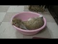 洗面器にごろりももさんmomo lying in wash basin2013 07 30