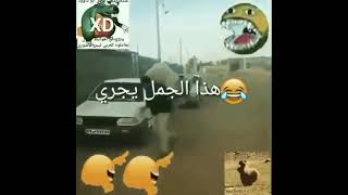 арабские мемы ARABFUNNY