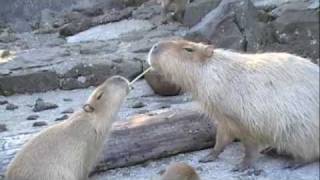 カピバラ家族のもぐもぐタイム [Capybara]