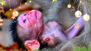 Soft and Sweet Baby Monkey Relaxation to Ease Holiday Stress, Christmas Day