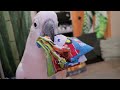 can a cockatoo read a book