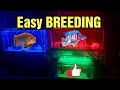 EASY WAY TO BREED CICHLIDS