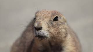 Some of the Animals in South Dakota