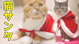 我が家の猫サンタが可愛い。猫ズのクリスマス撮影の為の衣装合わせ#1