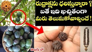 రుద్రాక్షను ధరిస్తున్నారా ? ఐతే ఇది ఖచ్చితంగా మీరు తెలుసుకోవాల్సిందే| Interesting Facts of Rudraksha