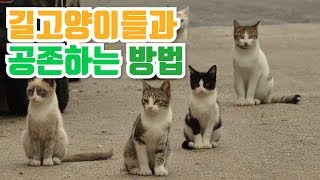 [길고양이들과 공존하는 방법] 길고양이를 만났다!? 길고양이가 신경쓰인다면....