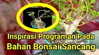 Inspirasi Programan Pada Bahan Bonsai Sancang