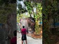 കുളിച്ച് കുട്ടപ്പനായൊരു പോക് elephant elephant elephants elephantlove shortsvideos