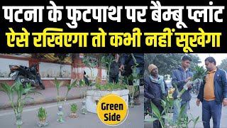 Patna में बाहर से आए लोग बेच रहे Bamboo Plant, बताया दिया- घर में ऐसे रखिएगा तो पौधा सूखेगा नहीं