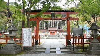 参拝の心癒やす「鹿」　紅葉の名所「大原野神社」　京都