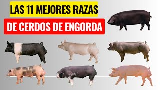 Las 11 mejores razas de cerdos de engorda y sus características