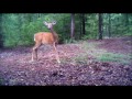 mikes trail cam bambi 2012