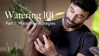 Watering Guide Part 1: Three Watering Strategies 🫗