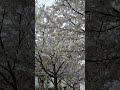 ２０２４年４月５日 公園② 桜 満開