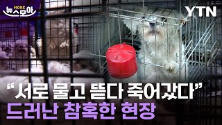 [뉴스모아] 서로 물고 뜯다 죽어갔다…드러난 참혹한 현장 / YTN