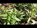 Summer Savory Patch Growth Update - Zaatar