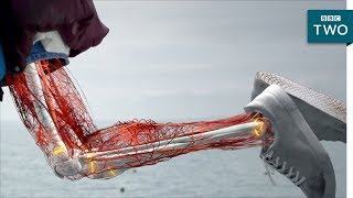 The secret behind long bone growth - The Human Body: Secrets of Your Life Revealed - Grow - BBC