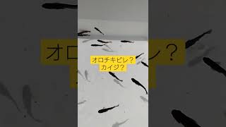 メダカ　オロチ？カイジ？ヒレ長？