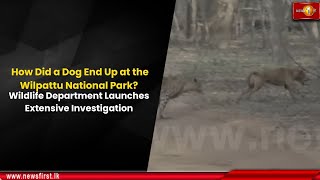 How Did a Dog End Up at the Wilpattu National Park?