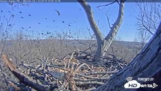 2019 - Hanover Bald Eagle Nest - The Birds!