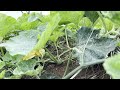 कद्दू की खेती कद्दू pumpkin farm shortgarden fruit pumpkin @youtube