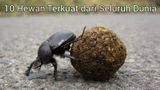 10 Hewan Terkuat dari Seluruh Dunia