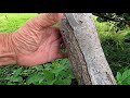 loaded honeycrisp apple tree how i saved this tree