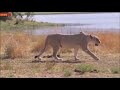 ona kilichofuata walipokunywa lion vs zebra most incredible moments that is very amazing