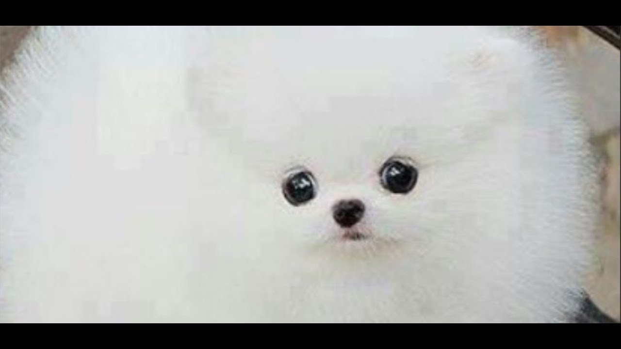Asmr Youtube