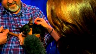 The high tech gadgets designed to pamper your pooch