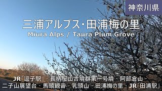 【三浦アルプス・田浦梅の里】ハイキング Miura Alps / Taura Plum Grove