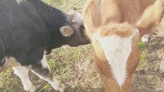 ОТКОРМ БЫЧКОВ 9 МЕСЯЧНЫХ. Fattening bulls.