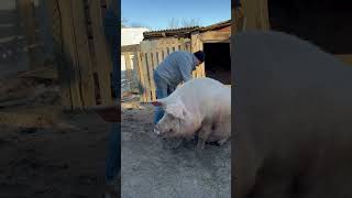 Їй це дуже подобається #villagelife #diy #pig #farm #animals #farming #village #animal