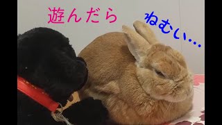 うさぎ　のんふぃのまったり部屋んぽ。ぬいぐるみなめてクッション掘ったら、眠くなって寝ちゃった。