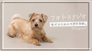 【犬用フォトスタジオ】プロに最高にかわいい写真を撮ってもらった【ノーフォークテリア】