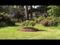 How Much Shade do My Rhododendrons Get?  A Quick Look at My Landscape at Different Times of the Day