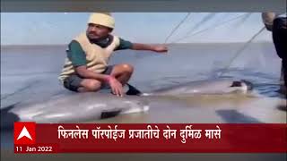 Palghar Fish: मच्छिमारांच्या जाळ्यात सापडले दुर्मिळ मासे ABP Majha