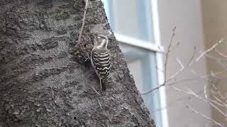 富士山とコゲラ(Pygmy Woodpecker)～雄大な富士と可愛い小啄木鳥