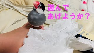 紙で遊ぶことに乗り気じゃない文鳥あずきVS紙で遊んでいるところを見たい飼い主☆Java sparrow.