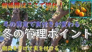 冬の柑橘はここで切る！樹高を下げて実を楽しむ柚子の管理はこれで決まり！【みかんの剪定】【レモンの剪定】