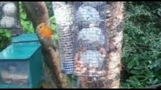 Robin Bird On Winter Monday Visit To My Cottage Garden Scone Perth Perthshire Scotland