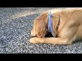 ゴールデンレトリバー　ジョー君はおもちゃ遊びに夢中。golden retriever　toy