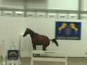 devinette beligneux haras epsom gesmeray.flv