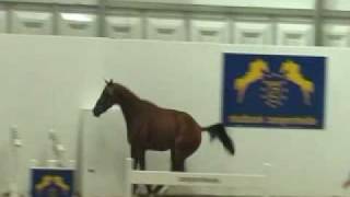 devinette beligneux haras Epsom Gesmeray.flv