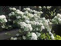 Spiraea cantoniensis - Stunning snow white flowers