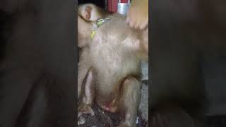 Monyong si beruk jumbo setelah 2hari evakuasi  #beruk #monyetberuk #southmonkey #shorts #viralvideo